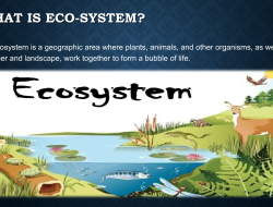 Grassland Ecosystem
