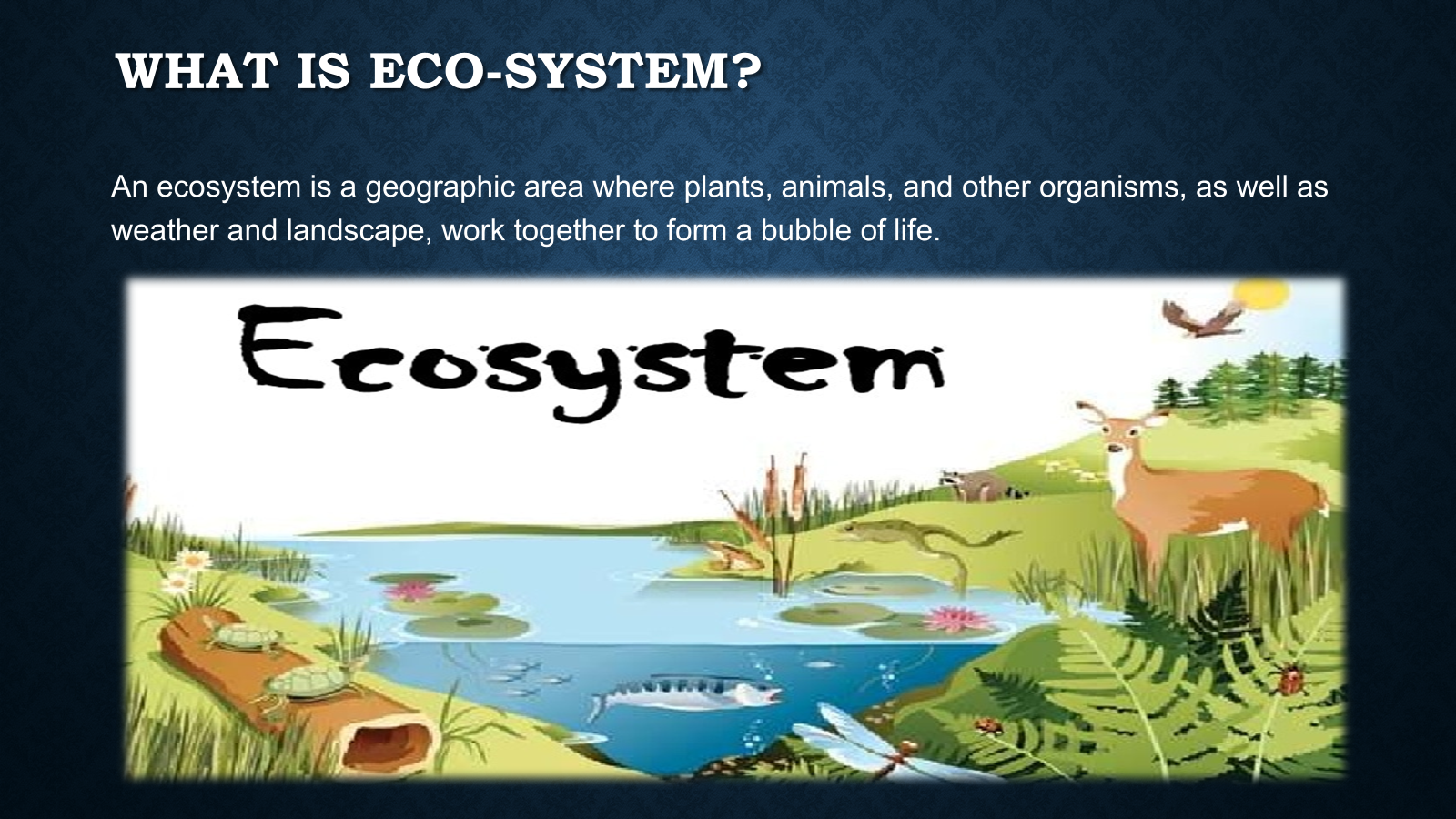 Grassland Ecosystem